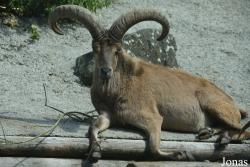 Zoologischer Garten Augsburg
