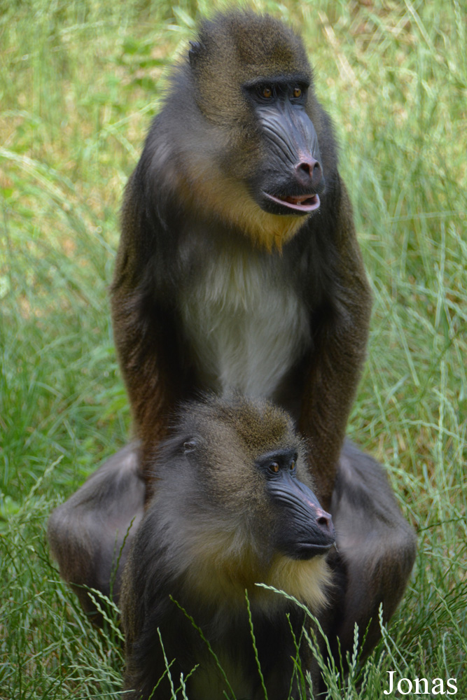 Zoologischer Garten Augsburg