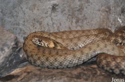 Natrix natrix x tessellata