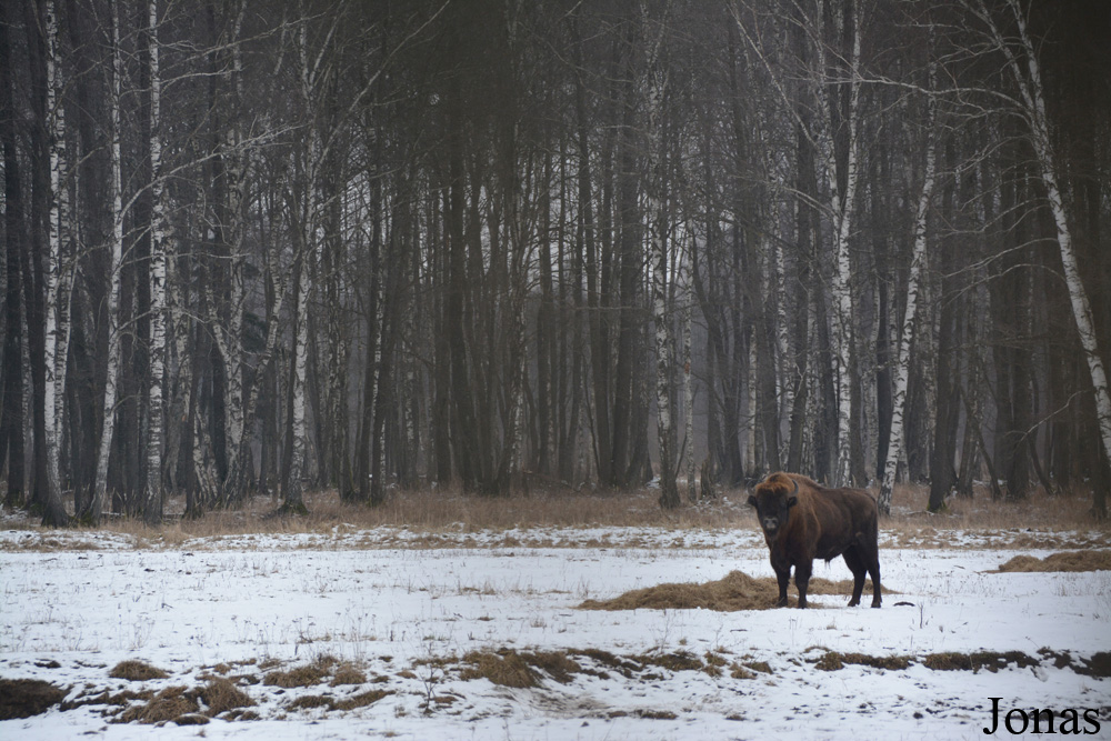 Pašilių Stumbrynas