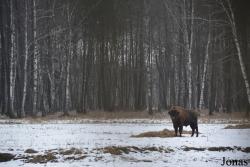 Pašilių Stumbrynas