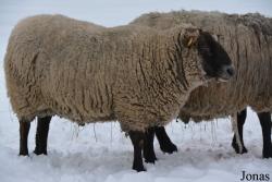 Mouton Lithuanian Black-headed