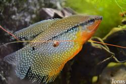 Trichopodus leerii