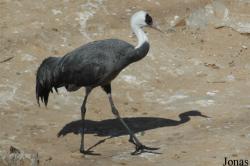 Gruidae