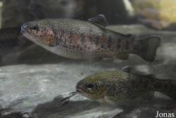 Oncorhynchus mykiss gairdneri