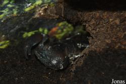 Pandinus cavimanus