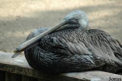 Vogelpark Walsrode
