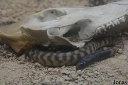 Zoološki vrt Grada Beograda