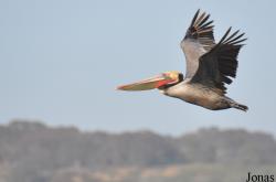 Pelecanus occidentalis