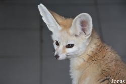 Zoološki vrt Grada Beograda
