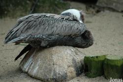 Vogelpark Walsrode