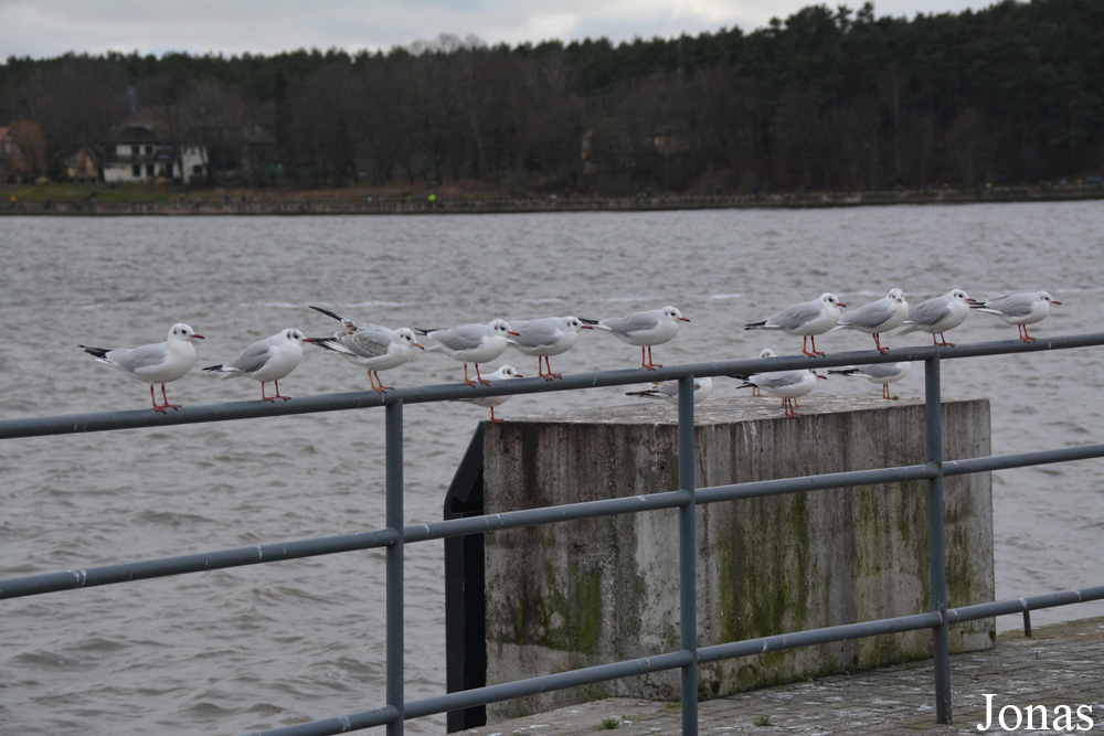 Klaipėda