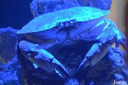 Cancer pagurus