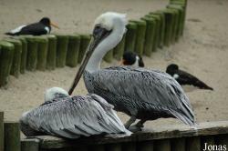 Vogelpark Walsrode