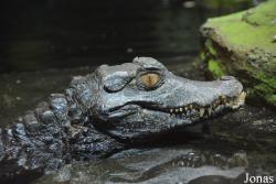 Tierpark + Fossilium Bochum