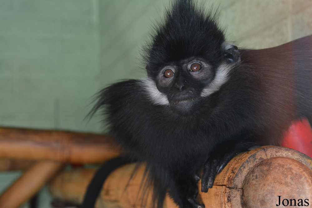 Fota Wildlife Park