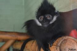 Fota Wildlife Park