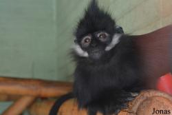 Fota Wildlife Park