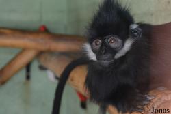 Fota Wildlife Park