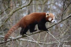 Fota Wildlife Park