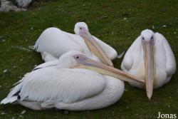 Fota Wildlife Park