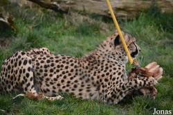 Fota Wildlife Park