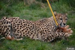 Fota Wildlife Park