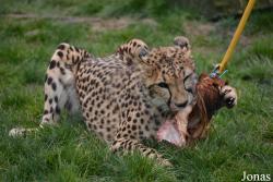 Fota Wildlife Park