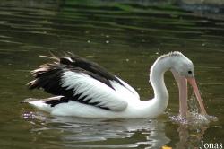 Vogelpark Walsrode
