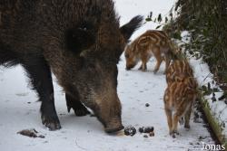 Wildpark Grafenberger Wald