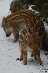 Wildpark Grafenberger Wald