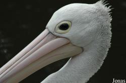 Pelecanus conspicillatus