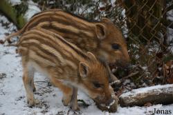 Wildpark Grafenberger Wald