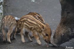 Wildpark Grafenberger Wald
