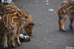 Wildpark Grafenberger Wald