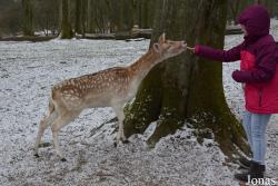 Wildpark Grafenberger Wald