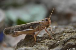 Wildpark Grafenberger Wald