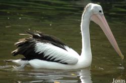 Vogelpark Walsrode