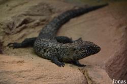 Zoo Vivarium Darmstadt