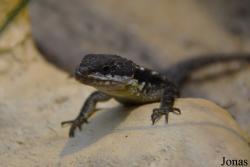 Zoo Vivarium Darmstadt