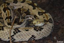 Zoo Vivarium Darmstadt