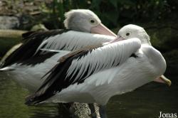 Vogelpark Walsrode