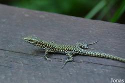 Podarcis muralis nigriventris