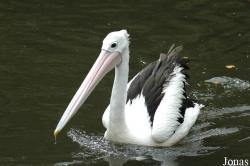 Vogelpark Walsrode