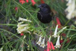 Melanospiza bicolor