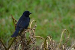 Molothrus bonariensis minimus