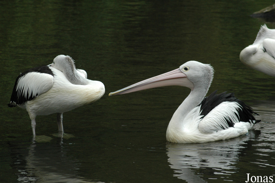 Vogelpark Walsrode