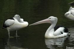 Vogelpark Walsrode
