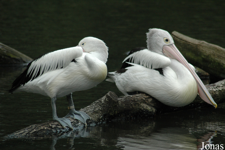 Vogelpark Walsrode