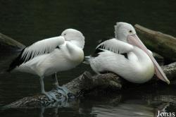 Vogelpark Walsrode